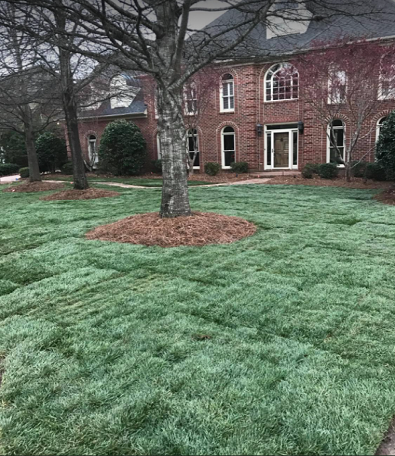 fescue-sod-installation-after