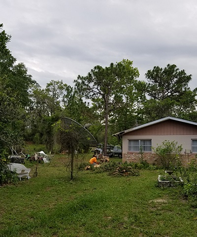 tree-removal-after