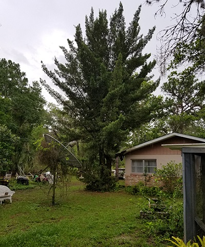tree-removal-before