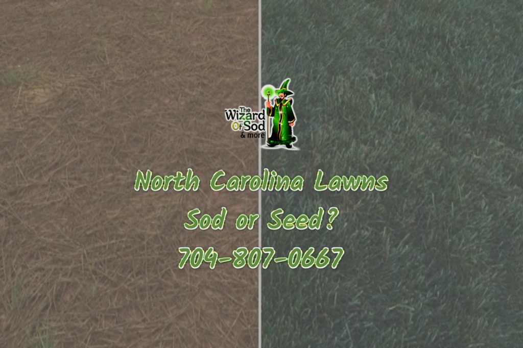 North Carolina Lawns Sod Or Se 4 29 2024